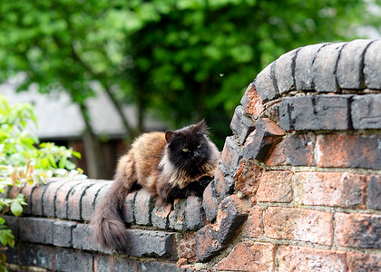 黑猫躺在砖栅栏上