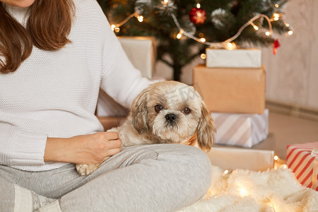 无法辨认的女人带着她的狗在圣诞树和礼品盒上，可爱的北京小狗坐在她主人的膝盖上，看着镜头，双腿交叉的女人和她的宠物坐在地板上。