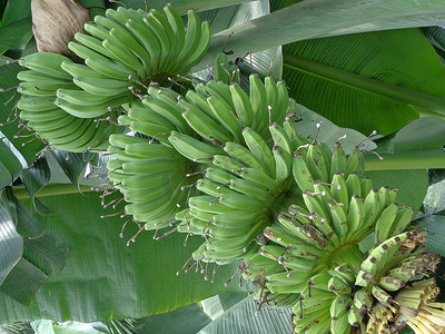 天然背景的生香蕉Raw banana with natural background