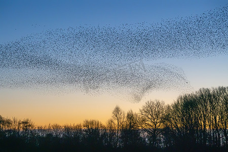 美丽的大群八哥 (Sturnus vulgaris)