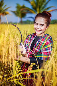 女农民用镰刀在田间收割水稻