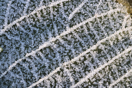 结霜的干燥叶子表面纹理。