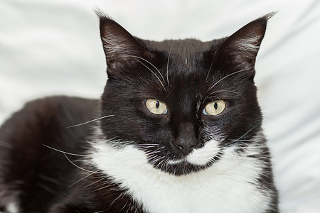 一只黄眼睛的可爱黑白长发猫的肖像