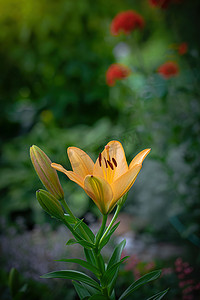 黄色百合湿花