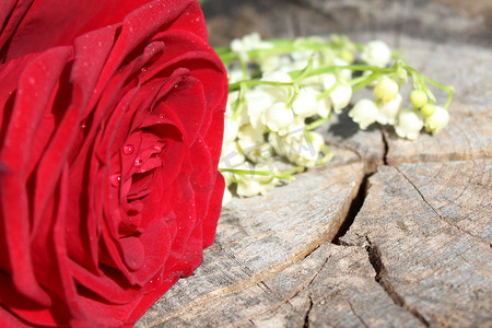 周年庆绿色墙摄影照片_玫瑰和铃兰