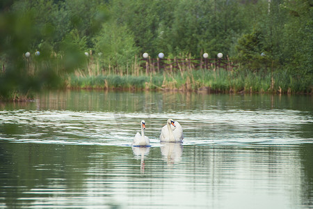 两只白天鹅并肩在湖边优雅地游动。