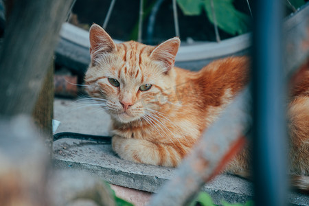 夏天院子里的红猫