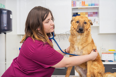 女兽医用听诊器为可爱的狗检查