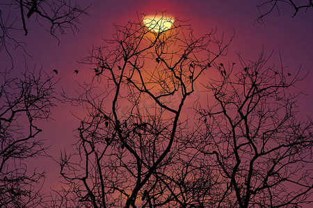 日落回到剪影干树上，天空上的深红色云彩和