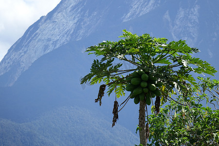 晴天沙巴神山番木瓜树自然风景摄影图