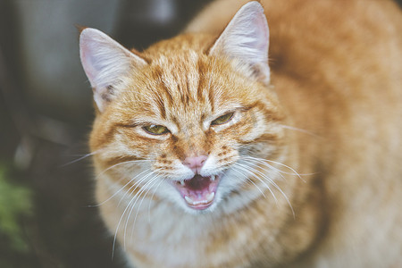 一只街头无家可归的红猫的画像，表情滑稽