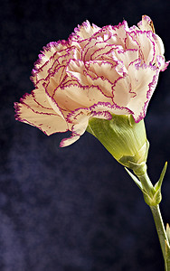 单朵白色紫色特里康乃馨花