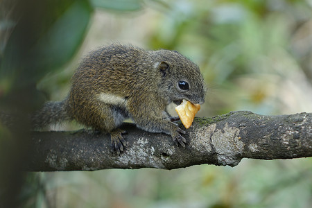 晴天沙巴神山松鼠吃饼干动物世界摄影图