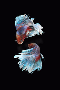 两条剥皮和跳舞的斗鱼暹罗斗鱼（红紫色体色和蓝白鳍颜色组合的巨型半月玫瑰尾型）隔离在黑色背景上