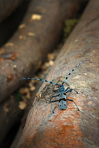 罗莎莉亚 longicorn (Rosalia alpina) 在自然栖息地。