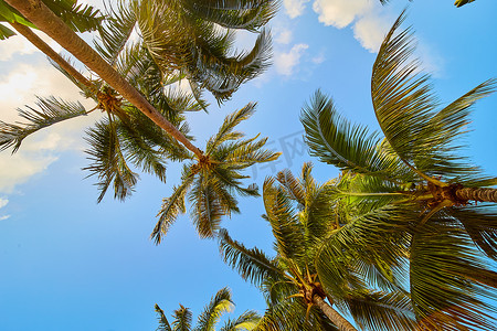 树群摄影照片_仰望蓝天映衬下的棕榈树群