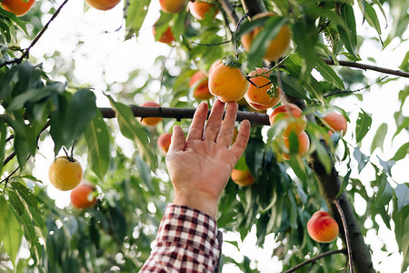 资深农民采摘成熟的大桃子。