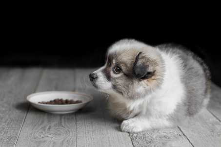 毛茸茸的小狗躺在食物盘旁边。