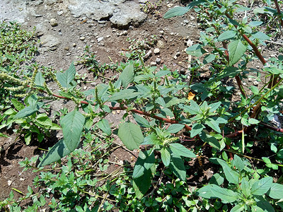 带刺的苋菜 (Amaranthus spinosus) 与自然背景