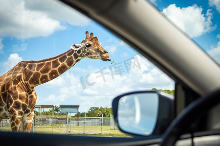 野生动物园摄影照片_从汽车上看长颈鹿开车穿过野生动物园