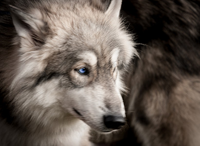 惊艳艺术字摄影照片_灰色和白色的狼肖像特写，蓝眼睛在 T 恤或其他衣服上令人惊艳，或动物印花墙艺术。