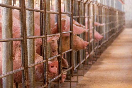 猪牲畜摄影照片_用于野外猪肉消费的猪孵化场