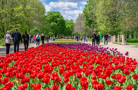 乌克兰 Kropyvnytskyi 植物园的郁金香胡同