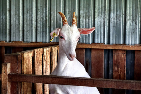 神山摄影照片_冬季沙巴神山牧场山羊动物世界摄影图
