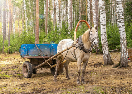 白桦林中，一匹拴在手推车上的乡村白马