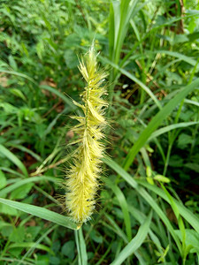 大菊摄影照片_关闭 Pennisetum purpureum（Cenchrus purpureus Schumach、Napier 草、大象草、乌干达草、kolonjono、suket gajah）与自然背景。