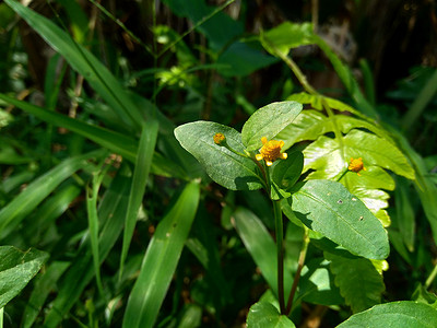 具有自然背景的 Acmella oleracea（牙痛植物、paracress、四川纽扣、嗡嗡声纽扣、丁花、电雏菊）。