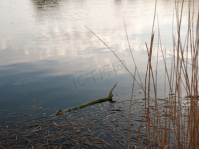 粉色河流摄影照片_郁郁葱葱的河流中漂浮的 Aong 芦苇分支