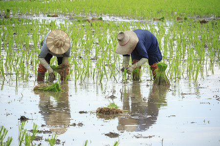 泰国农民在农田种植稻谷