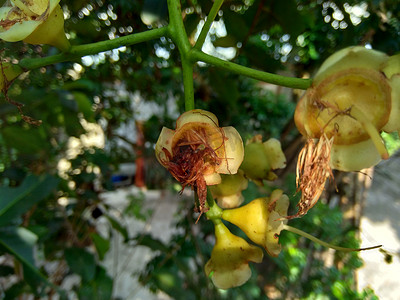 yzygium aqueum（水玫瑰苹果、水苹果、铃果）花与自然背景。