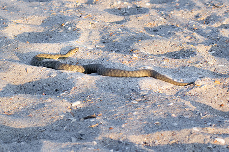 毒蛇摄影照片_海滩沙子上的危险毒两栖蛇毒蛇 Vipera Renardi