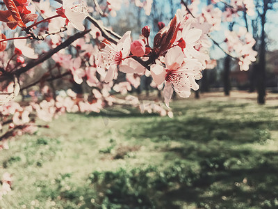 西极摄影照片_苹果树花的复古背景，春天的花开花