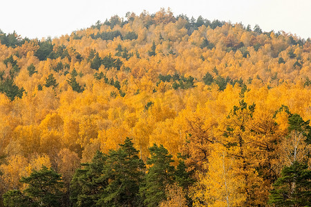 秋黄摄影照片_图尔戈亚克湖附近山坡上的黄色云杉树。