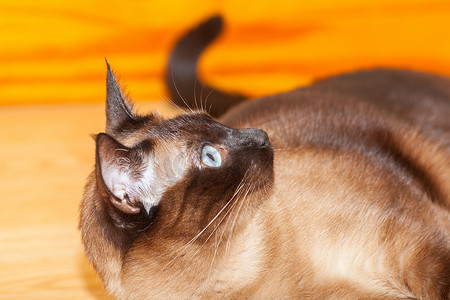 一只可爱的暹罗品种猫的肖像，有美丽的蓝眼睛