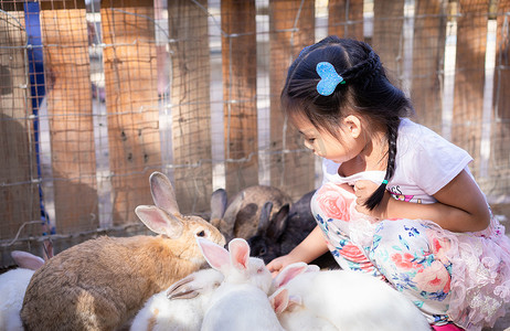 可爱的亚洲小女孩在农场喂兔子