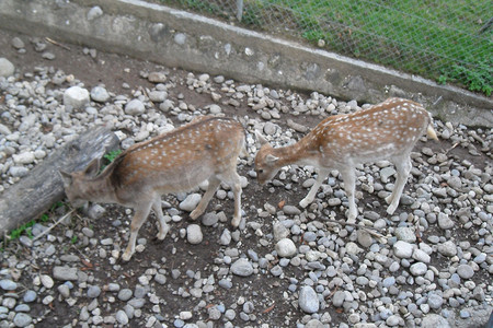 瑞士日内瓦自然公园里的动物 - 日内瓦以其动物公园而闻名