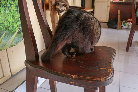 在印度尼西亚巴厘岛的一家咖啡店里，黑色雄性亚洲棕榈果子狸躺在木椅上休息。