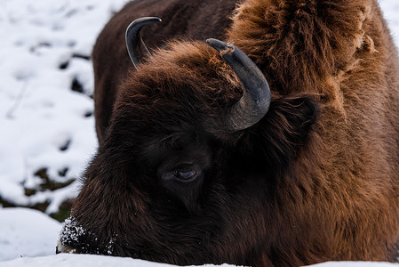 欧洲野牛摄影照片_欧洲野牛 (Bison bonasus) 在 Winter Seaso 特写肖像