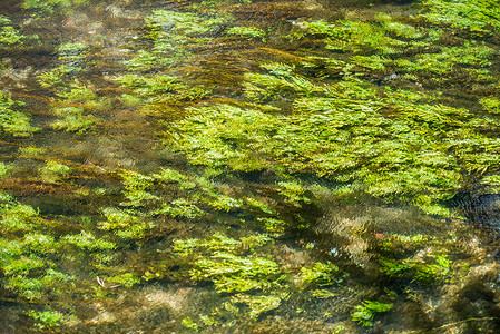 绿色水生植物摄影照片_绿色多汁的水生植物在一条小溪的水下挥动