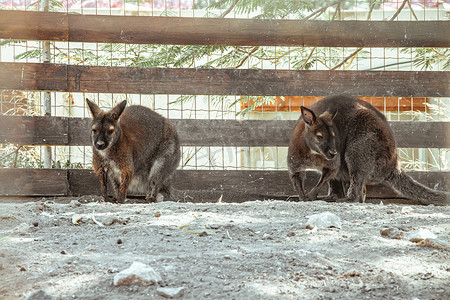 小袋鼠摄影照片_动物园里的红颈小袋鼠
