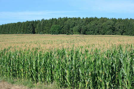 安保巡查摄影照片_可收获的玉米田，背景是森林和蓝天 可收获的玉米田，背景是森林和蓝天