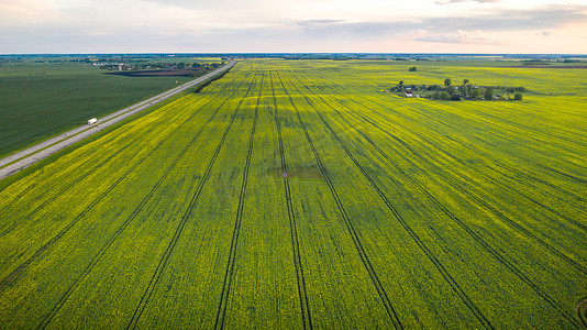 农业的发展摄影照片_白俄罗斯农业区雨后黄色油菜田的顶视图。农业部门的发展理念