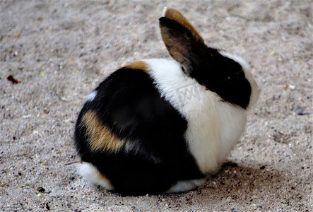 坐在沙子的小侏儒兔
