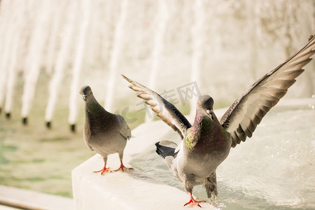 喷泉边的孤独鸟生活在城市环境中