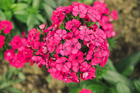 石竹花（Dianthus spp.）也被称为“粉红色”