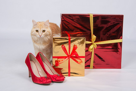 嗅探摄影照片_猫坐在礼品盒和红色女式高跟鞋旁边